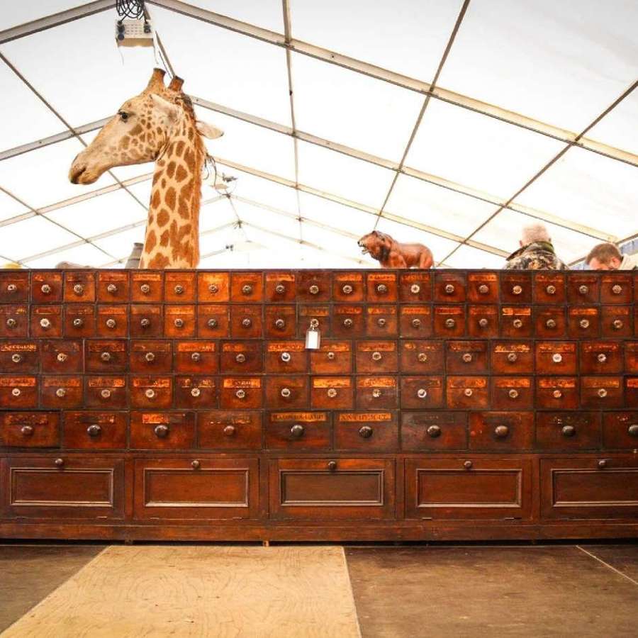The largest Victorian (circa 1860) apothecary draws in the uk